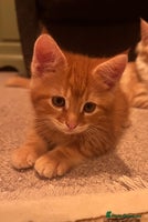 Maine Coon cats - Advert 3