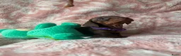 Miniature Dachshund dogs for sale: Beautiful kc registered miniature dachshund pups - Advert 23