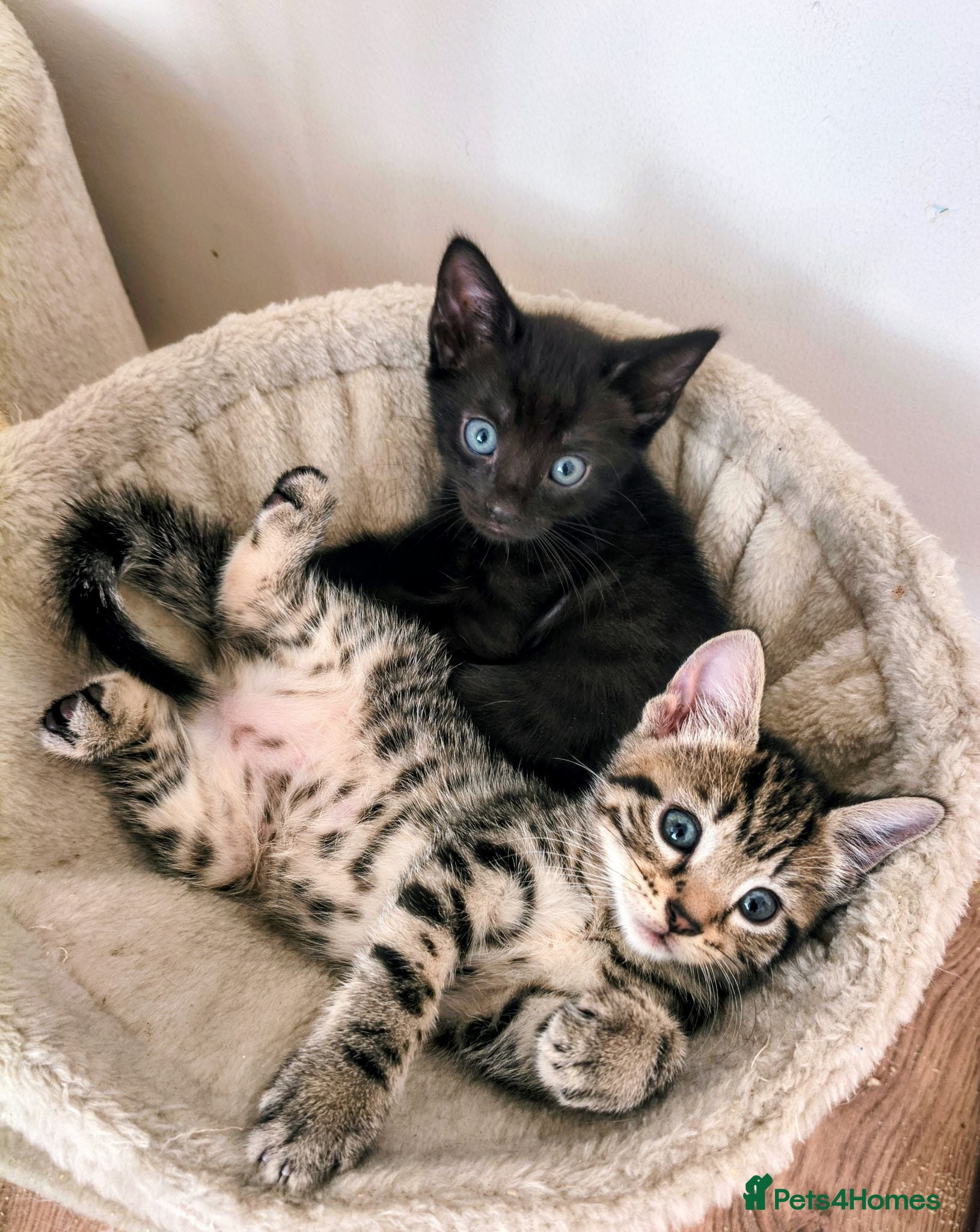 Mixed Breed cats for sale: Maine coone/ Bengal/ Russian white cross kittens - Advert 1