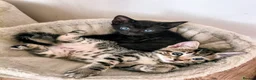 Mixed Breed cats for sale: Maine coone/ Bengal/ Russian white cross kittens - Advert 1