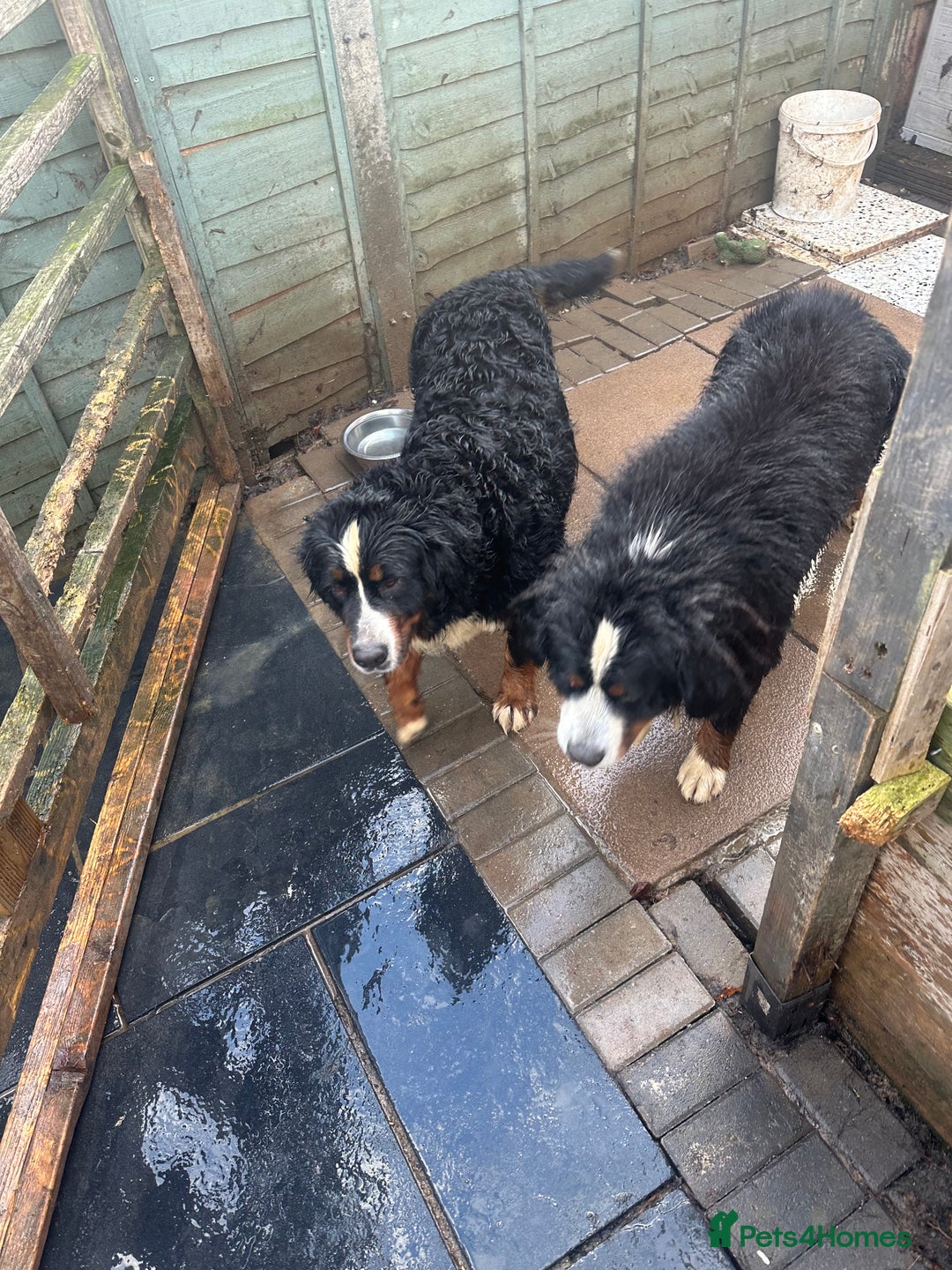 Bernese Mountain Dog dogs for sale: Burnese mountain dog - Advert 2