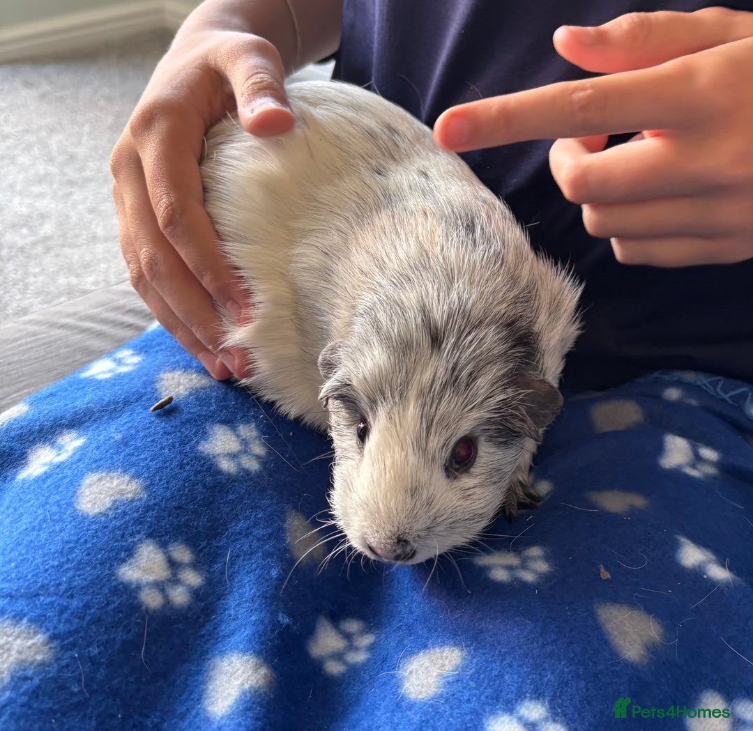 Guinea Pig rodents for sale: 3 Bonded Females - Advert 3