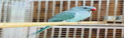 Ringnecks birds for sale: Indian ring neck - Advert 5
