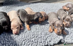 Miniature Dachshund dogs for sale: STUNNING MIX KC MIN PRA CLR - Image 4
