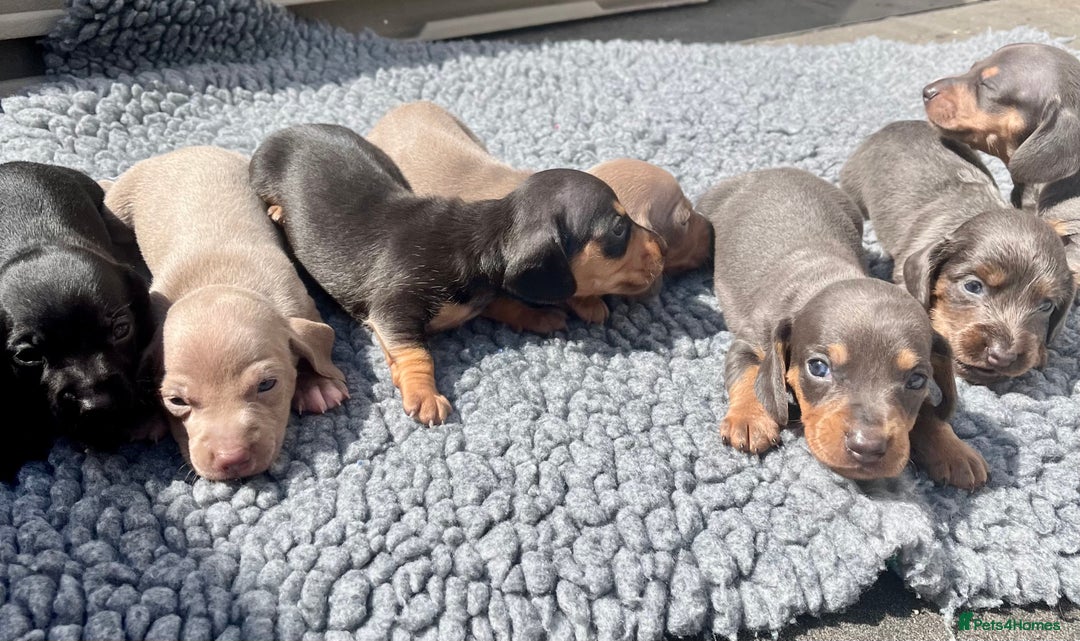 Miniature Dachshund dogs for sale: STUNNING MIX KC MIN PRA CLR - Image 4