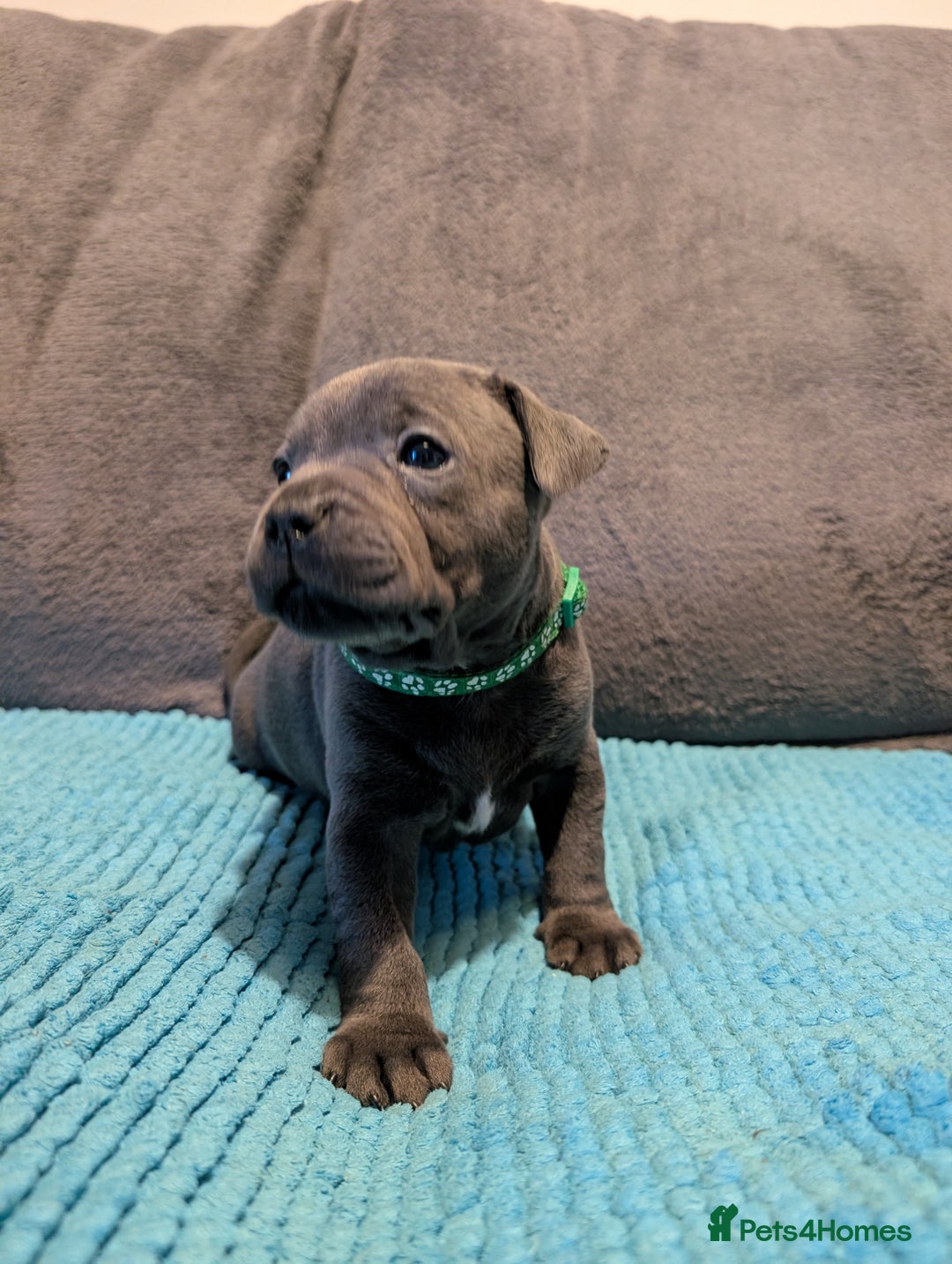 Staffordshire Bull Terrier dogs for sale: KC registered beautiful staffies puppies to sell - Advert 4