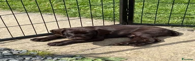 Pointer Puppy 1