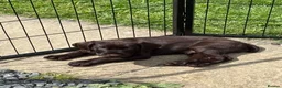 Mixed Breed dogs for sale: ⭐️ 5 Beautiful Pointer puppies for sale ⭐️ in Montgomery - Advert 6
