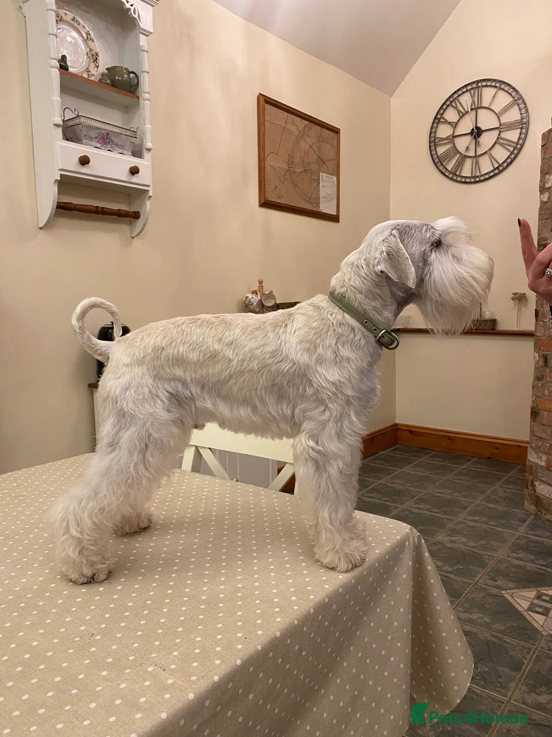 Miniature Schnauzer dogs for stud: KC Registered White miniature Schnauzer for stud  in Colyton - Advert 3