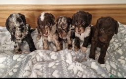 Cockapoo dogs for sale: F1 show type miniature cockapoo  - Image 7