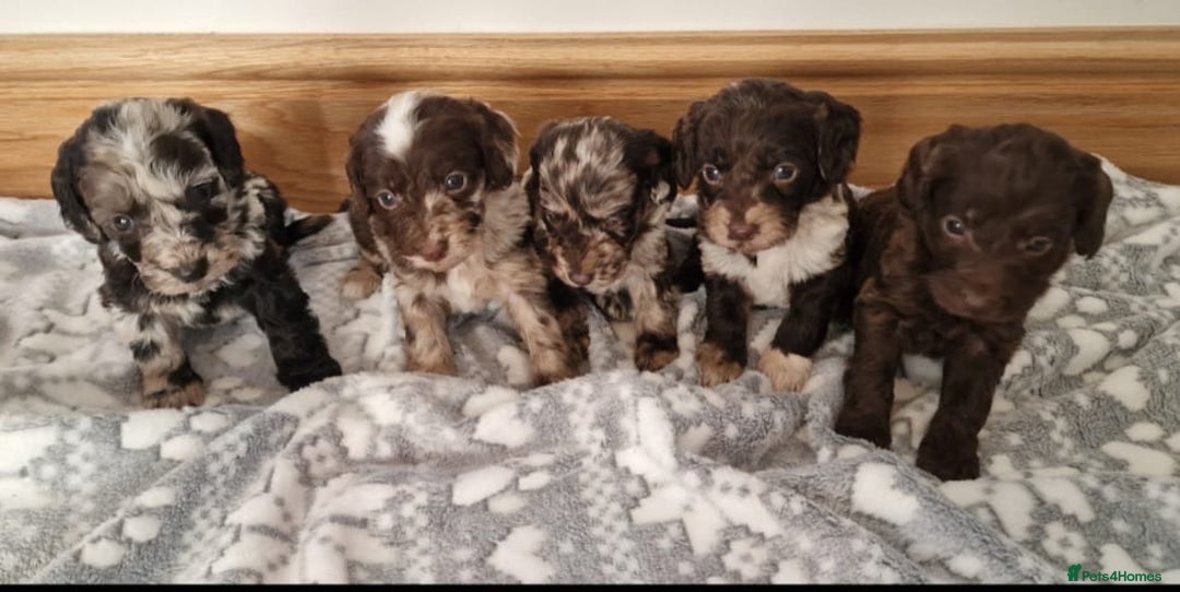 Cockapoo dogs for sale: F1 show type miniature cockapoo  - Image 7