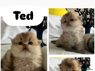 Scottish Fold cats Pedigree SFLH Boy **LAST KITTEN** - Advert 2