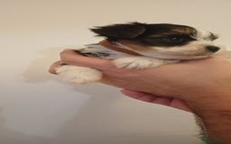 Yorkshire Terrier dogs for sale: 100% Biewer yorkshire-terrier Pedigree  - Advert 17