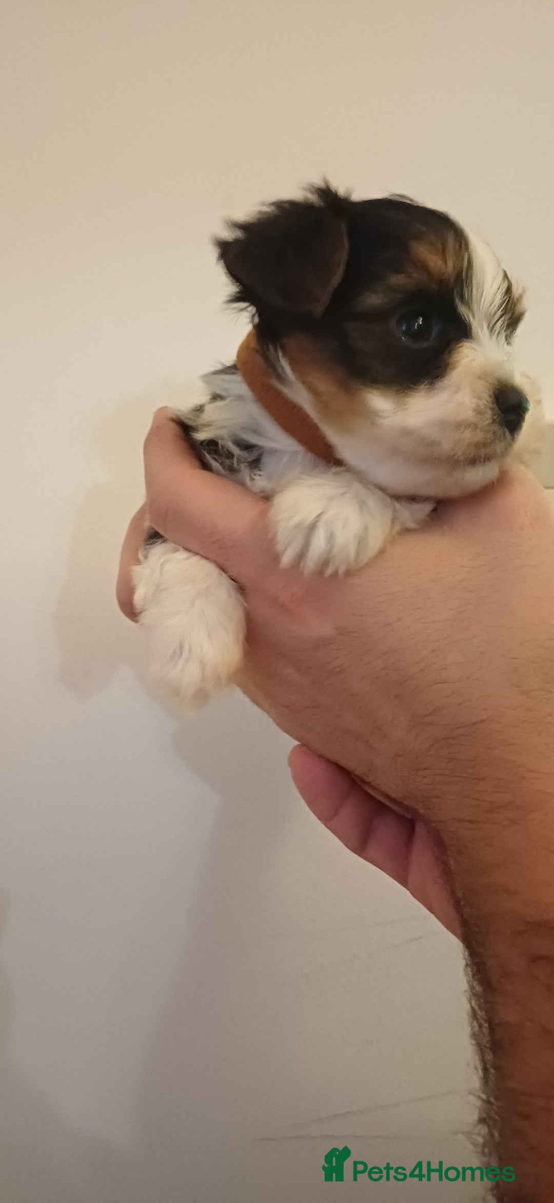 Yorkshire Terrier dogs for sale: 100% Biewer yorkshire-terrier Pedigree  - Advert 17