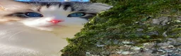 Ragdoll cats for sale: Rare Blue Torte Bi Colour Lynx  - Advert 15