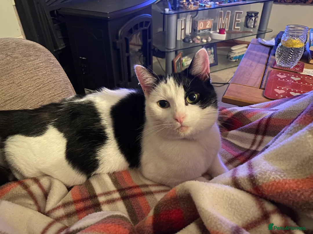 Domestic Shorthair cats for sale: Cat needs rehoming - Advert 1