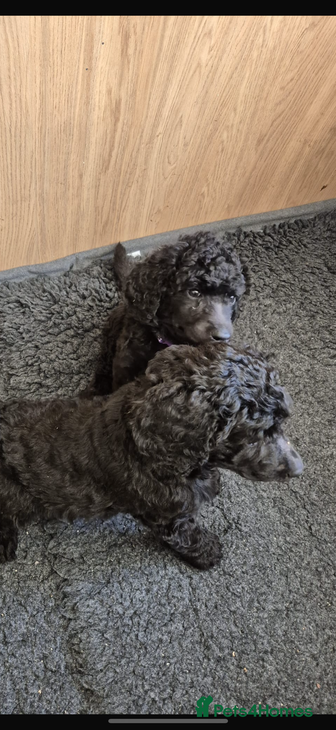 Standard Poodle dogs for sale: outstanding litter of standard poodle pups - Advert 6