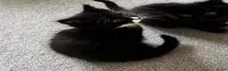 Mixed Breed cats for sale: Mixed RagdollxDomestic Long Hair Kittens in Hatfield - Advert 6