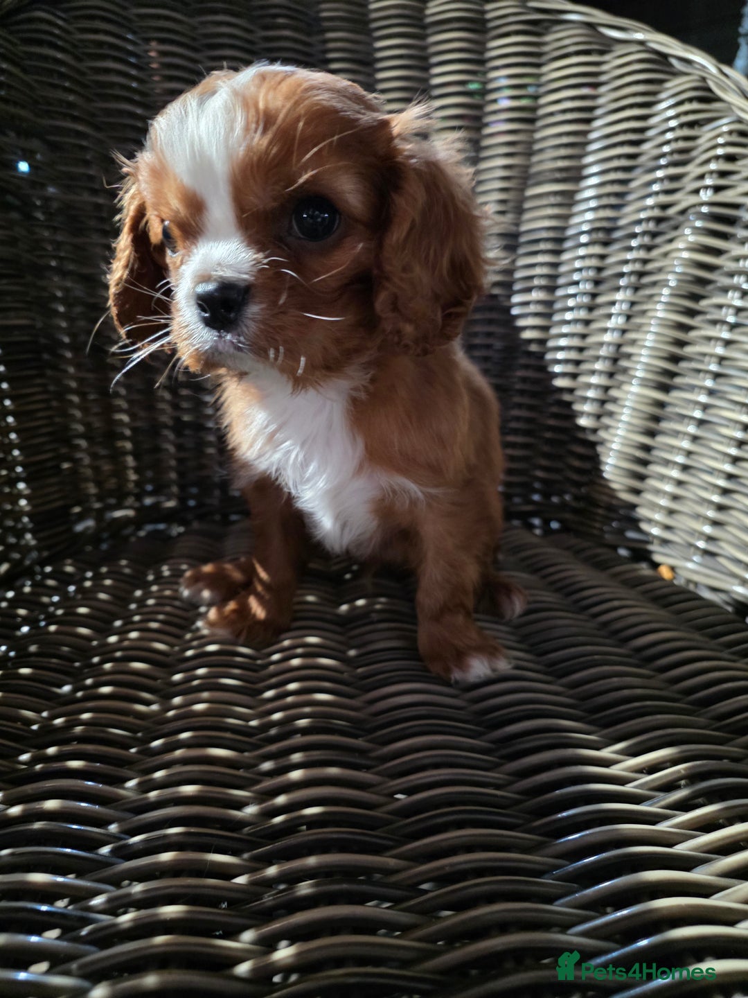 Cavapoo dogs for sale: Beautiful cavapoo puppies  - Advert 6