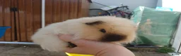 Guinea Pig rodents for sale: Butter and Bean in Trowbridge - Advert 1