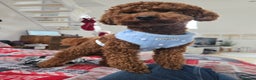Toy Poodle dogs for stud: Toy poodle for STUD - Advert 3