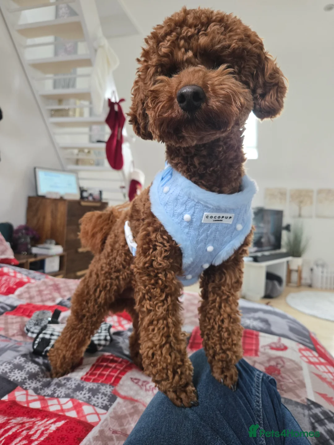 Toy Poodle dogs for stud: Toy poodle for STUD (dark red) - Advert 3