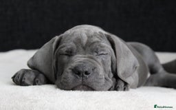Cane Corso dogs for sale: Beautiful Blue Cane Corso Pup - Image 3