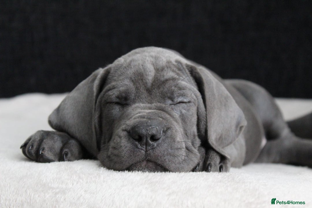 Cane Corso dogs for sale: Beautiful Blue Cane Corso Pup - Image 3