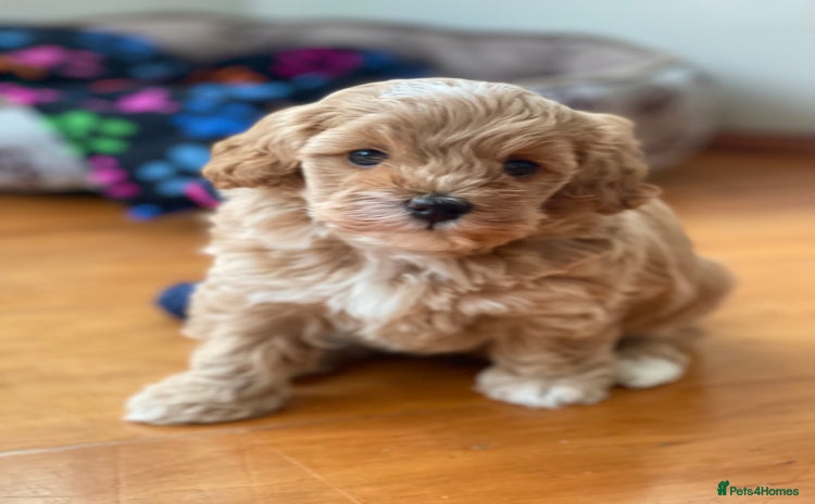 Maltipoo dogs - Advert 1