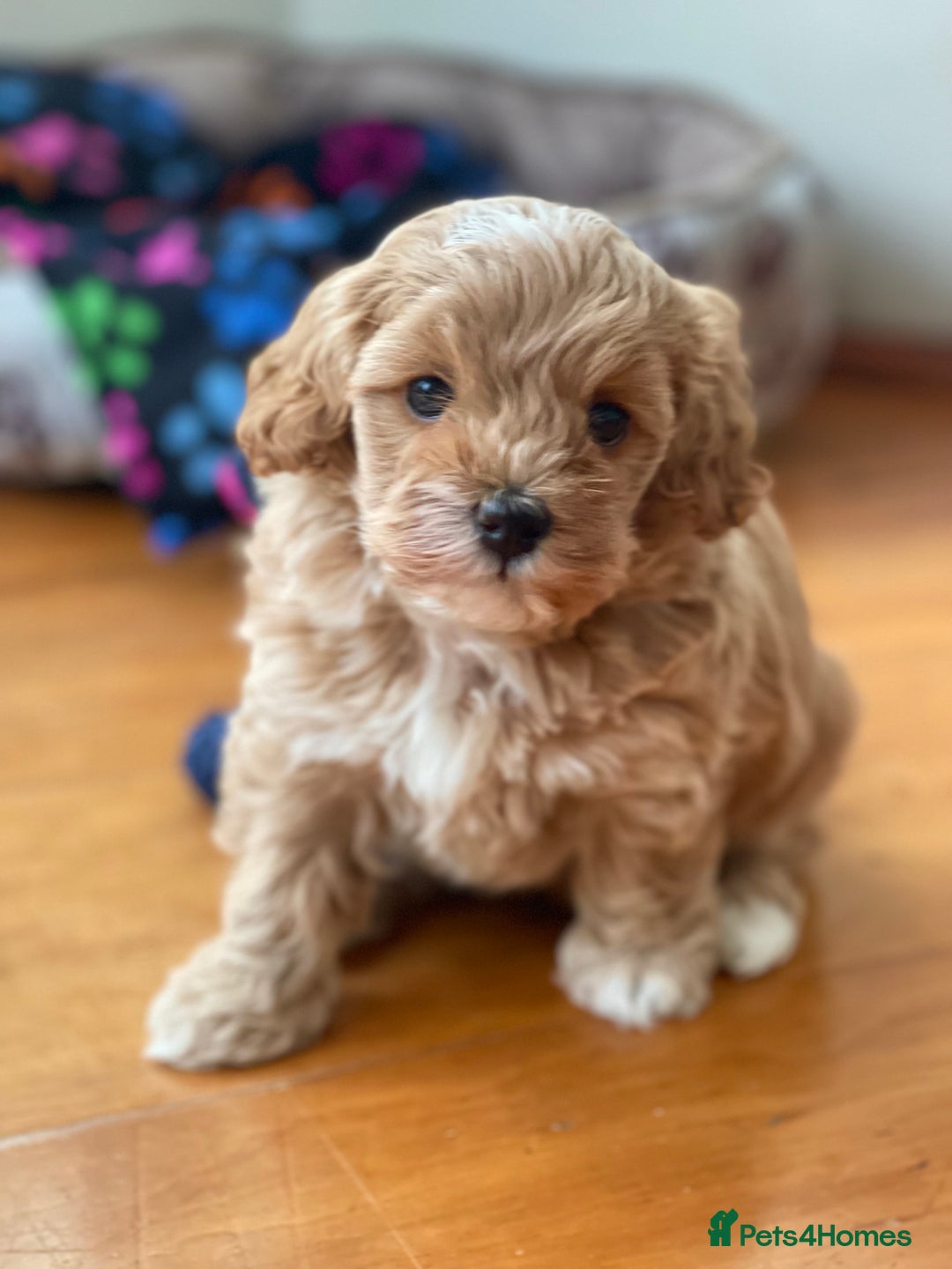 Maltipoo dogs for sale: Gorgeous 5 week old red/caramel Maltipoo girl - Image 1