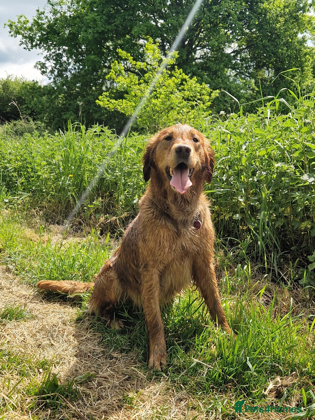 Golden Retriever dogs for sale: Stunning Golden Retriever pups  in Oxted - Image 15