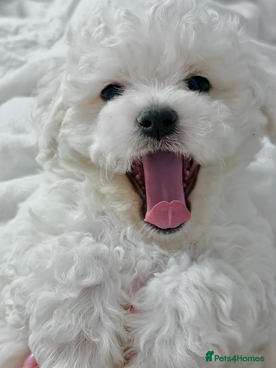 Bichon Frise dogs for sale: KC Registered Pedigree Bichon Frise Puppies - Advert 1
