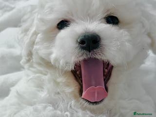 Bichon Frise dogs KC Registered Pedigree Bichon Frise Puppies - Advert 15