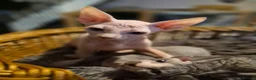 Sphynx cats for sale: Sphyx kittens for sale both £750 - Advert 2