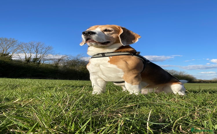 Beagle dogs - Advert 1