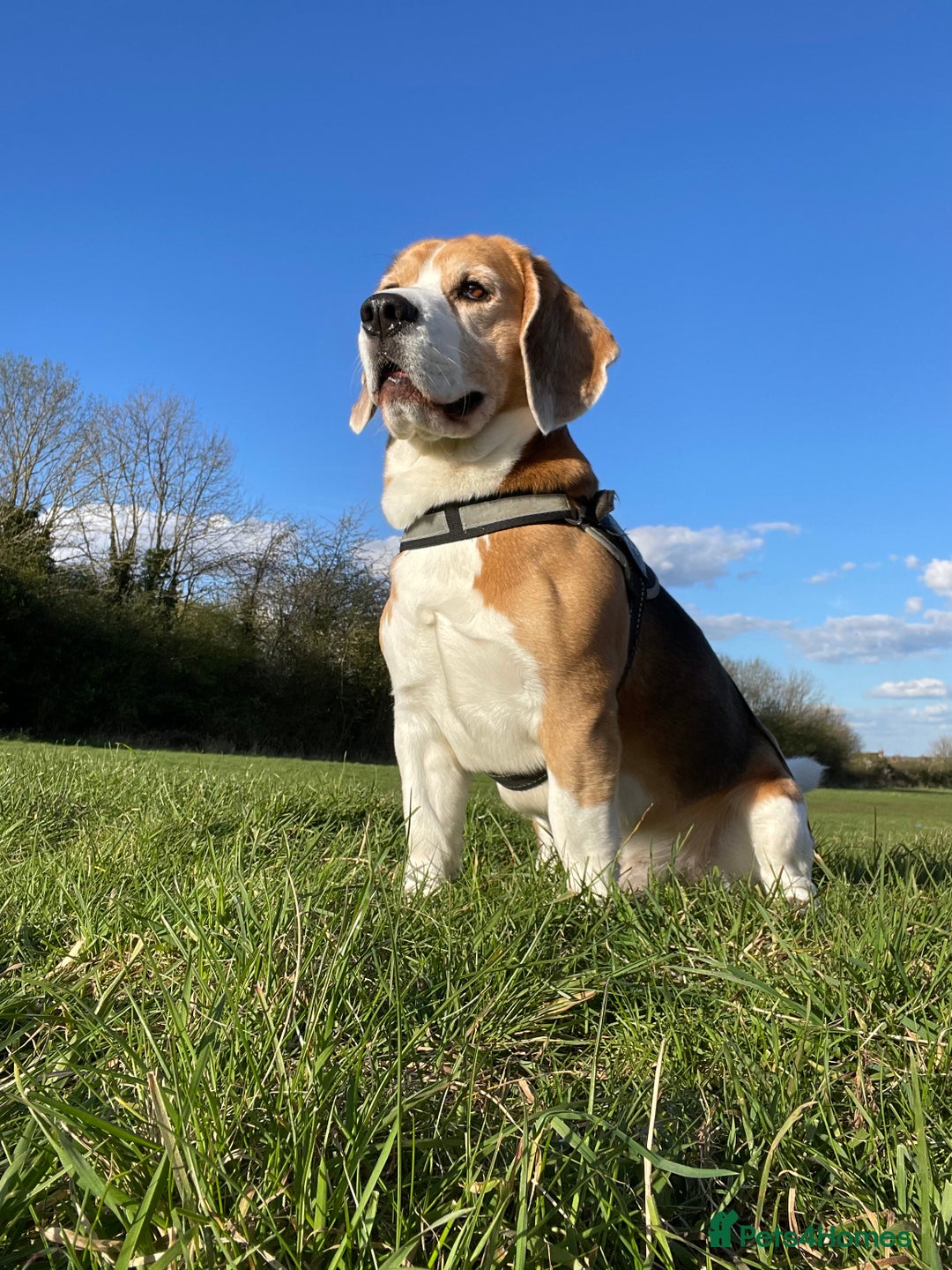 Beagle dogs for stud: Mr BORIS - Image 1