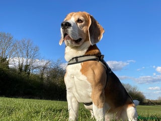 Beagle dogs - Advert 7