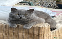 British Shorthair cats for sale: Beautiful female kitten - Image 3