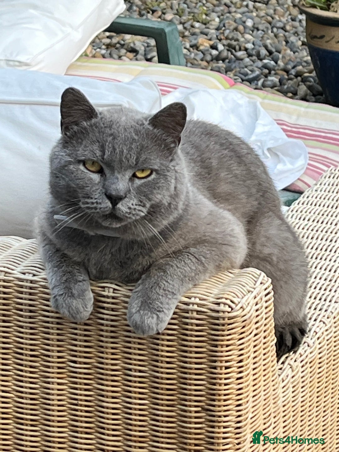 British Shorthair cats for sale: Beautiful female kitten - Image 3