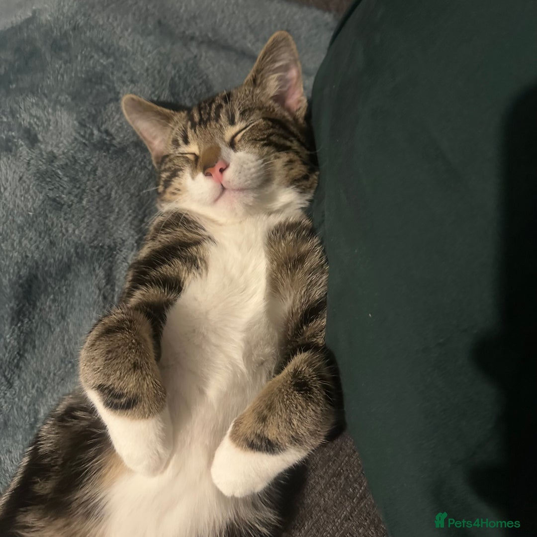 Mixed Breed cats for sale: Calico cat for SALE! - Image 3
