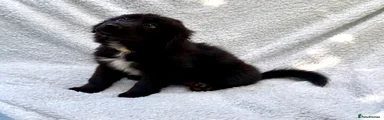 Mixed Breed 3 - Splotch