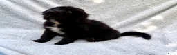 Mixed Breed dogs for sale: German shepherd mix puppies! - Advert 10