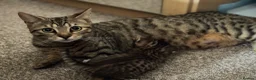 Mixed Breed cats for sale: Bengal x Tabby mixbreed. - Advert 2