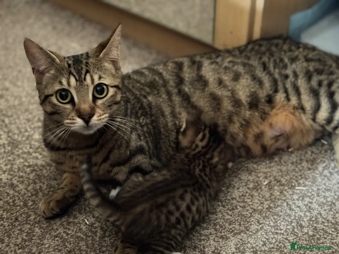 Mixed Breed cats for sale: Bengal x Tabby mixbreed. - Advert 2