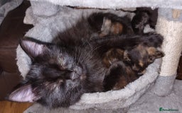 Mixed Breed cats for sale: Beautiful kittens - Image 4