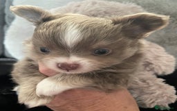 Chihuahua dogs for sale: Beautiful lilac boys  - Image 8