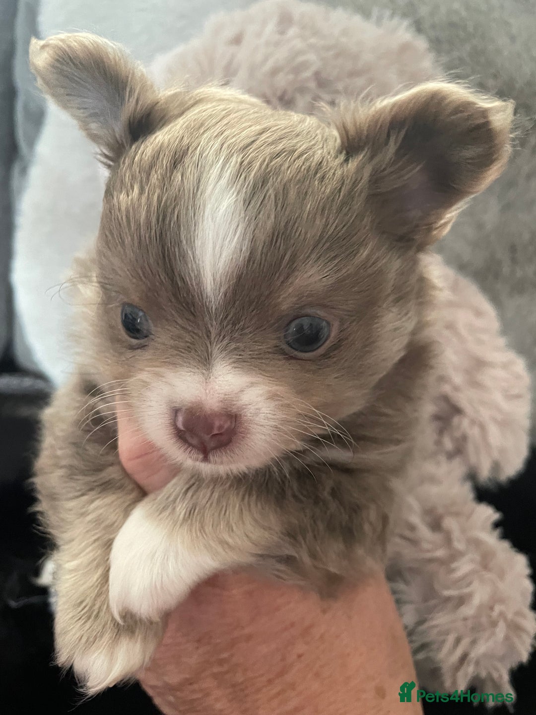 Chihuahua dogs for sale: Beautiful lilac boys  - Image 8