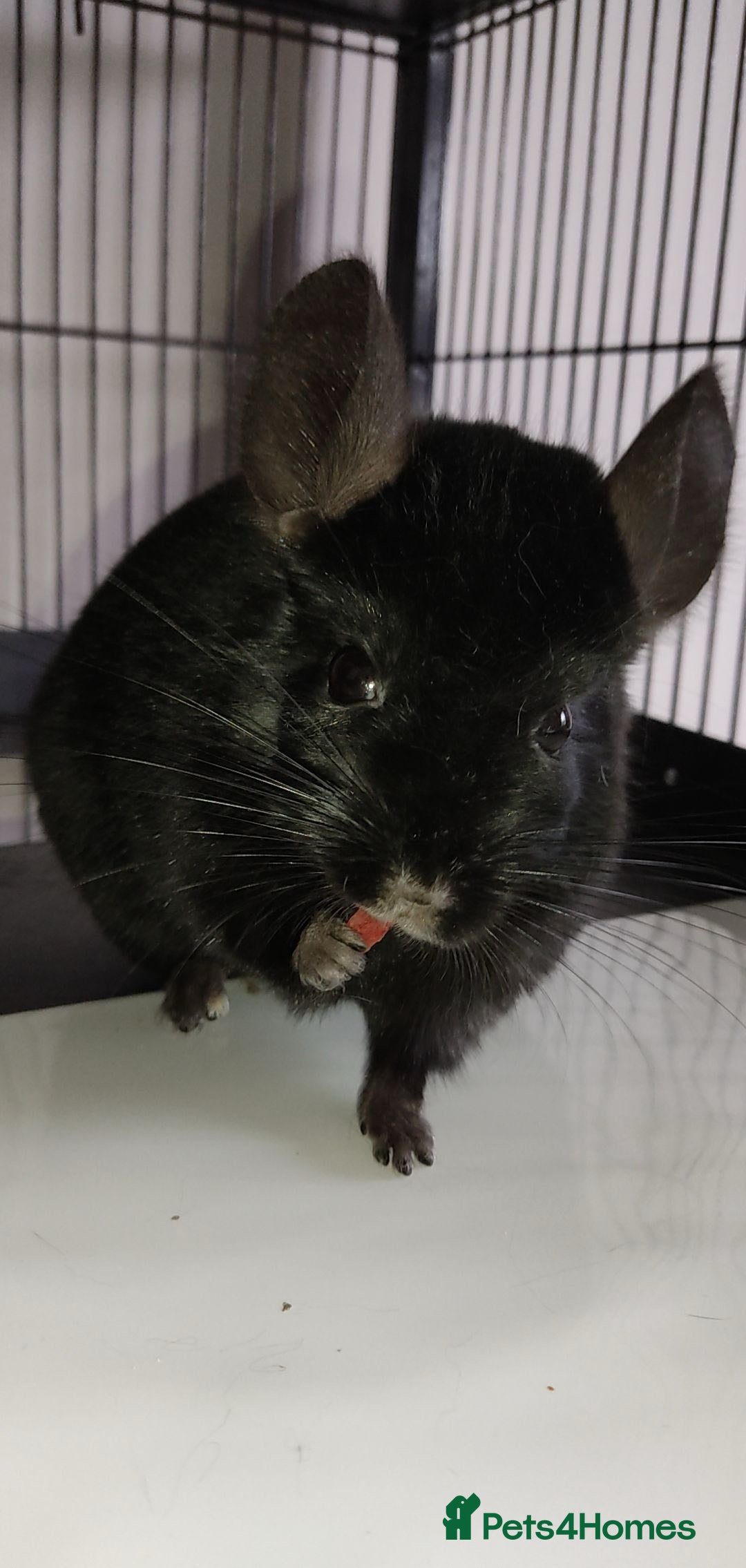 Chinchilla rodents for sale: Two Male Chinchillas - Advert 1