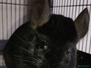 Chinchilla rodents Two Male Chinchillas - Advert 7