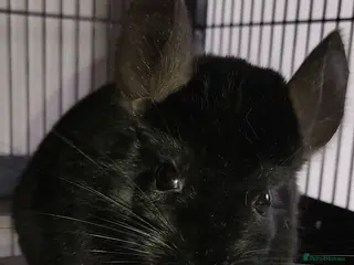 Chinchilla rodents Two Male Chinchillas - Advert 12